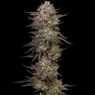 Chicken N' Wafflez cannabis seeds by Humboldt Seed Company