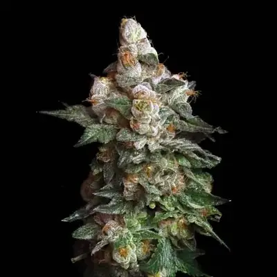 Chilato cannabis seeds