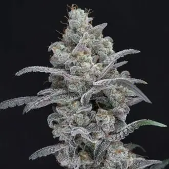 Chimera Crasher cannabis seeds by Pure Instinto