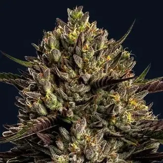 Chimera Cut cannabis seeds