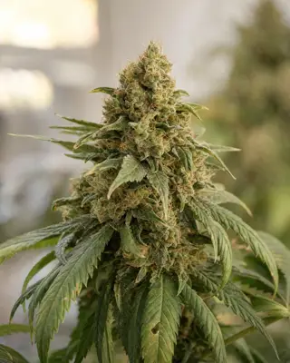 Chiqui Banana cannabis seeds
