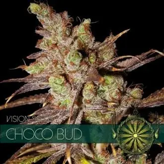 Choco Bud cannabis seeds