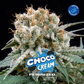 Choco Cream cannabis seeds by BSF Seeds