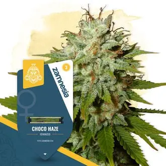 Choco Haze cannabis seeds by Zamnesia Seeds