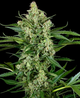 Choco cannabis seeds