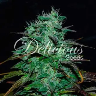 Chocobang cannabis seeds by Delicious Seeds