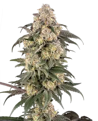 Chocolate Bananza cannabis seeds