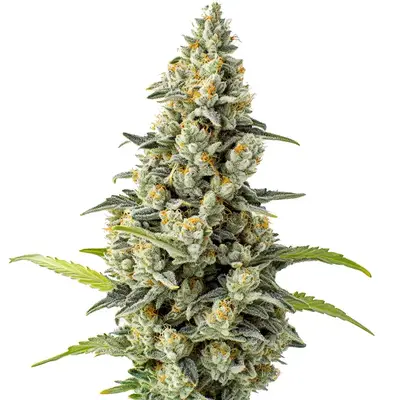 Chocolate Fondue cannabis seeds