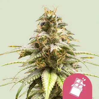Chocolate Haze cannabis seeds