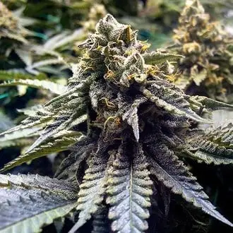 Chocolate Mint OG 2.0 cannabis seeds by Humboldt Seed Organization