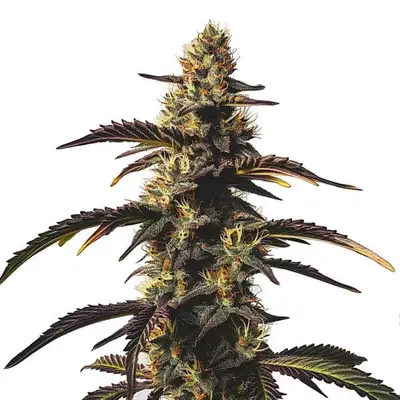 Chocolate Mint OG cannabis seeds by Blimburn Seeds