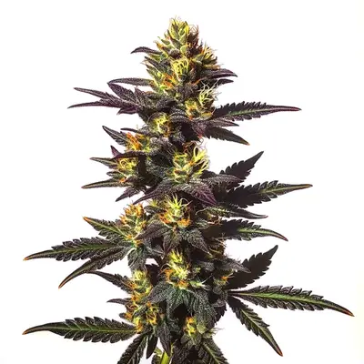 Chocolate Mint cannabis seeds