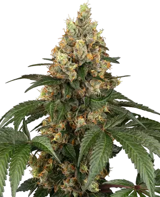 Chocolate Rainbow XXL cannabis seeds