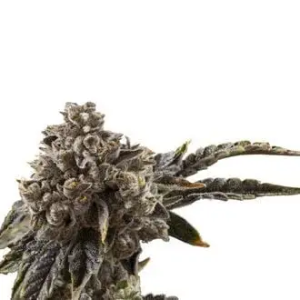 Chocolate Sherbet cannabis seeds