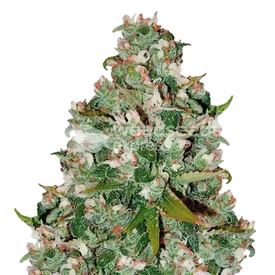 Chocolate Thai cannabis seeds