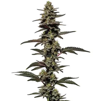 Chocolate Thai cannabis seeds by Blimburn Seeds
