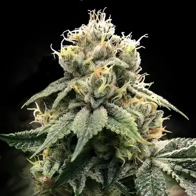 Chocolate Truffle Shuffle (C.T.S.) cannabis seeds