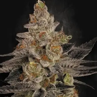 Chocolate Wafflez cannabis seeds