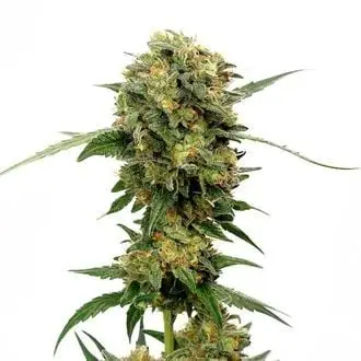 Chocolato cannabis seeds