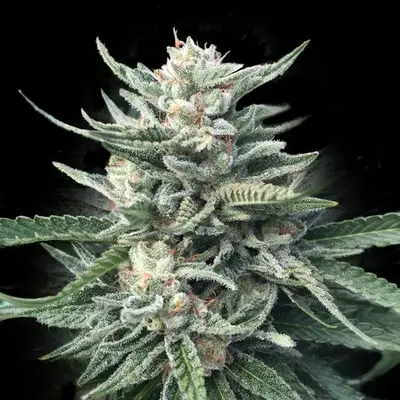 Chocolope 256 cannabis seeds
