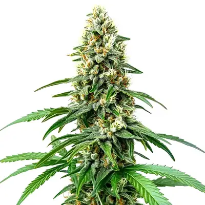 Chocolope Kush cannabis seeds
