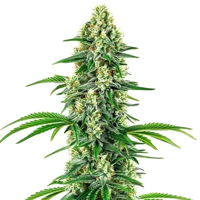 Chocolope x Candy cannabis seeds by Blimburn Seeds