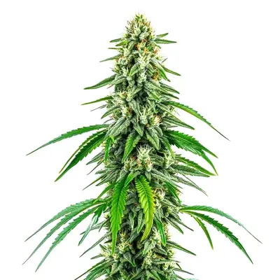 Chocolope x Kush cannabis seeds