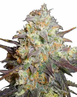 Chocolope cannabis seeds