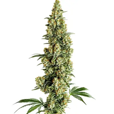 Chocolopez Fast Version cannabis seeds