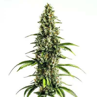 Chocolopez cannabis seeds by Blimburn Seeds