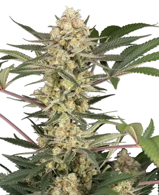 Chrome Fade cannabis seeds