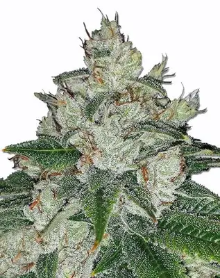 Chronic Bud cannabis seeds
