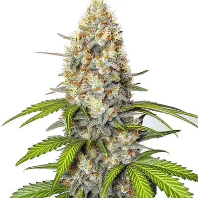 Chronic Widow cannabis seeds by Blimburn Seeds