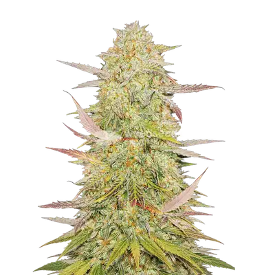 Chronic cannabis seeds