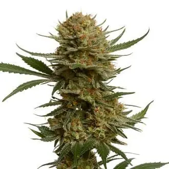 Chunky Cookies cannabis seeds by Amsterdam Genetics