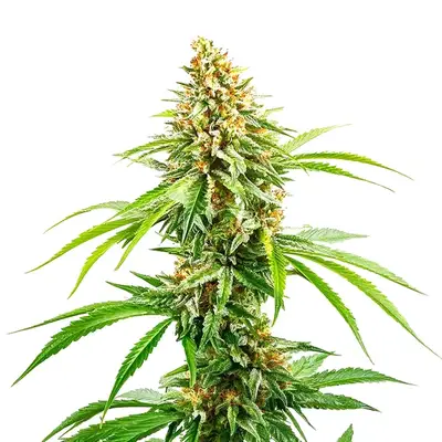 Cinderella 99 Fast Version cannabis seeds