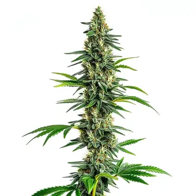 Cinderella 99 x Amnesia Haze cannabis seeds by Blimburn Seeds