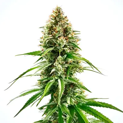 Cinderella 99 x Blueberry cannabis seeds by Blimburn Seeds