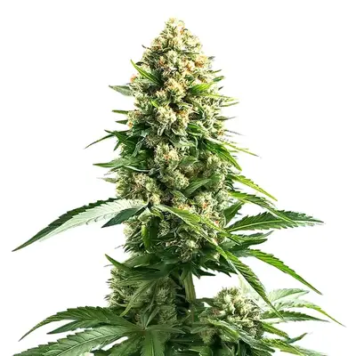 Cinderella 99 x Kali Mist cannabis seeds