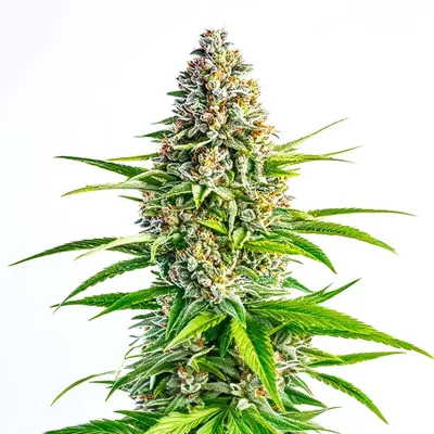 Cinderella 99 x Lemon Pie cannabis seeds