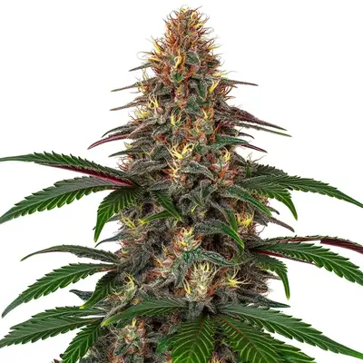 Cinderella 99 x Somango cannabis seeds by Blimburn Seeds