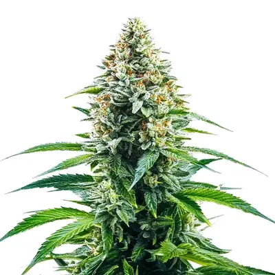 Cinderella 99 x Tangilope cannabis seeds