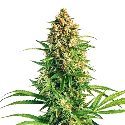 Cinderella 99 x Taskenti cannabis seeds by Blimburn Seeds