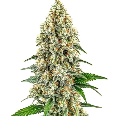 Cinderella 99 cannabis seeds by Blimburn Seeds