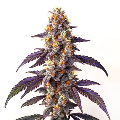 Cinderella99 x Blueberry Fast Version cannabis seeds