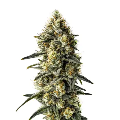 Cindy 99 cannabis seeds by Blimburn Seeds
