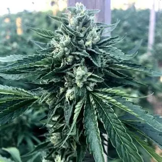 Cinnamon Buddha OG cannabis seeds