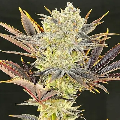Citradelic Sunset cannabis seeds