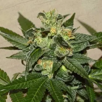 Citrus Paridisi cannabis seeds by Garden of Green