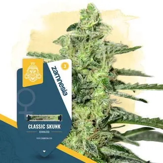 Classic Skunk cannabis seeds by Zamnesia Seeds